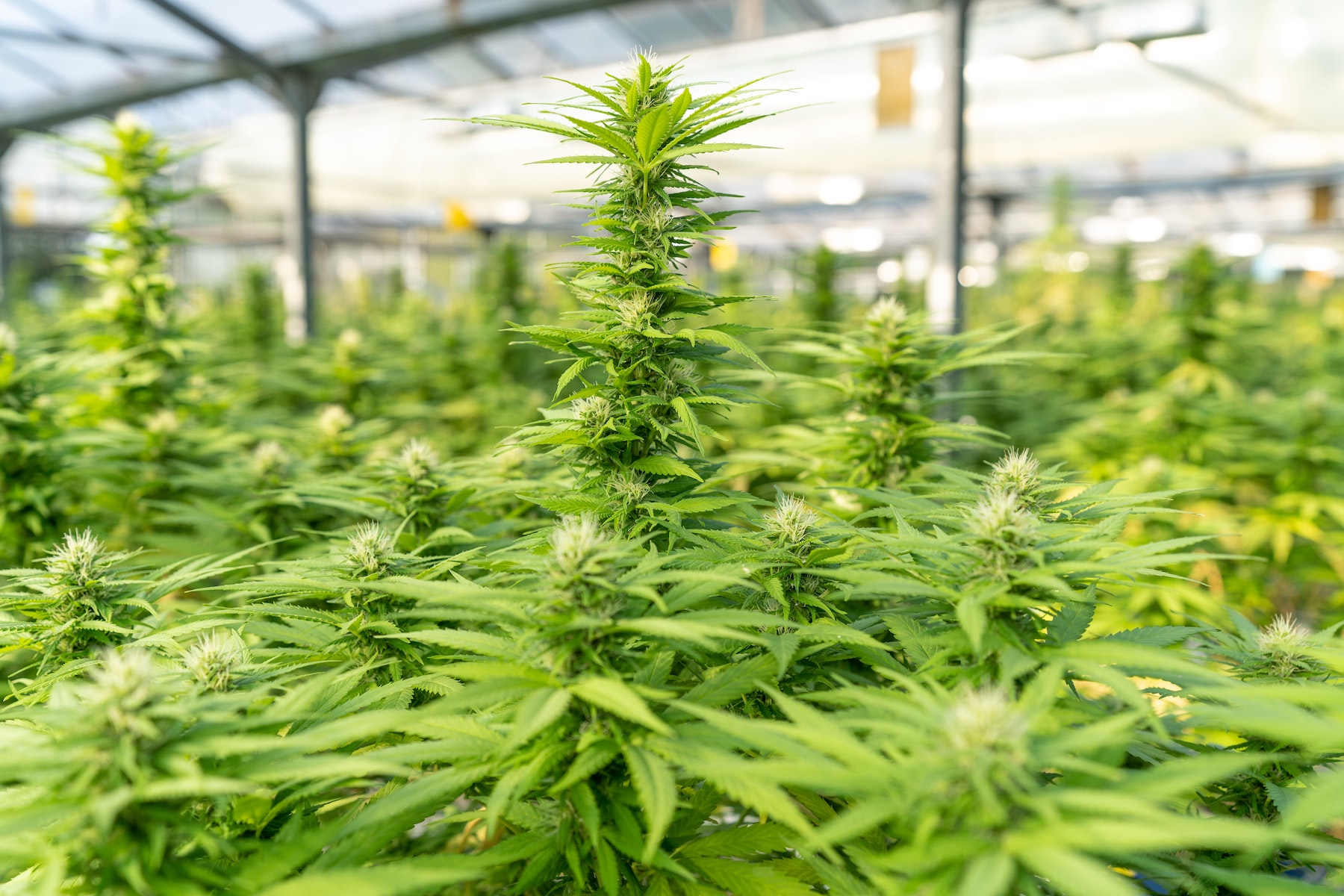 Cannabis Lighting Calculator